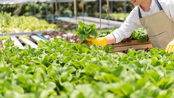 Hydroponic vegetable concept, Young Asian man picking fresh cos lettuce in hydroponic farm. - 写真・画像
