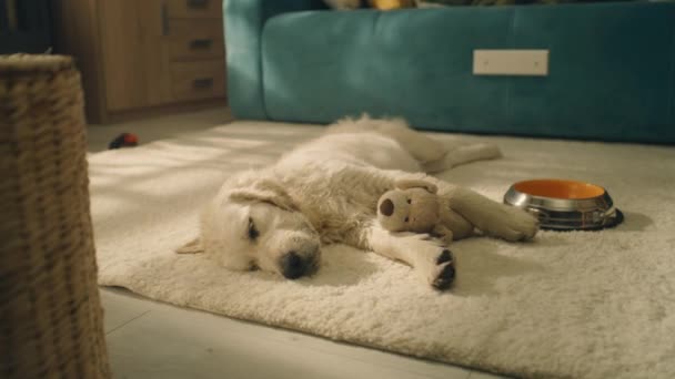 Cane che dorme con il giocattolo di giorno su un tappeto delicato, guardando i sogni, rilassarsi e rilassarsi, raccogliendo forza per la sera, sentirsi a proprio agio. Recupero d'oro. - Filmati, video
