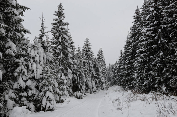 hiver dans les montagnes des Carpates, Ukraine - Photo, image