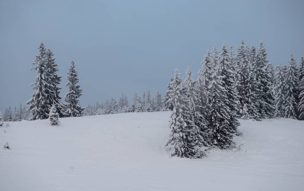 invierno en las montañas de los Cárpatos, Ucrania - Foto, Imagen