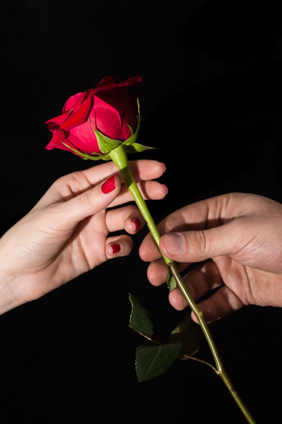 Offering a red rose - Zdjęcie, obraz