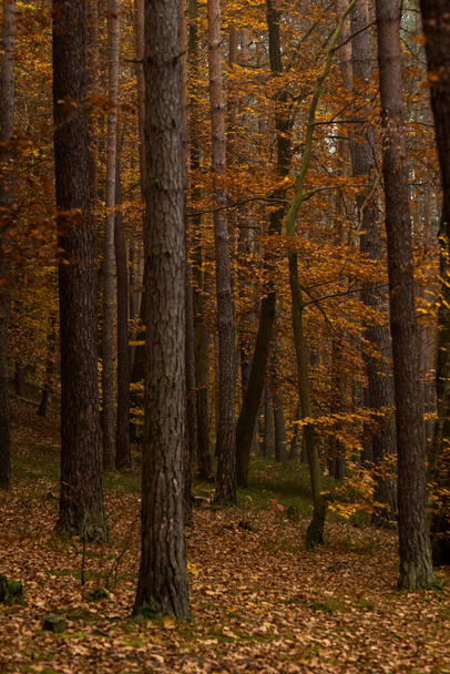 Beautiful autumn forest in Ukraine - Fotoğraf, Görsel