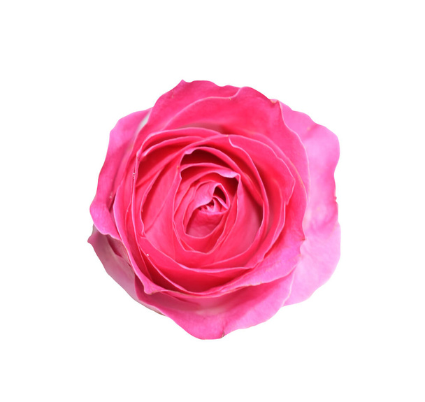 Pastel david austin rose flower isolated in  white background, no shadow with clipping path - Foto, Imagem
