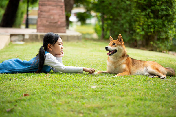Молода азійка бреше і торкається собачої ноги Брауна Шиби на траві в парку. - Фото, зображення