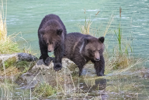 Dois bebês grizzlys andando na margem do rio no Alasca - Foto, Imagem
