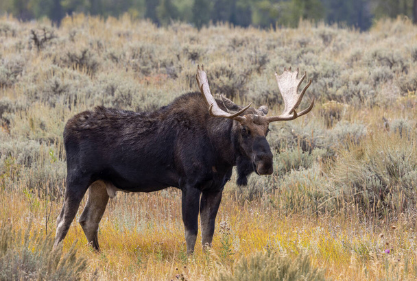 býk los ve Wyomingu na podzim - Fotografie, Obrázek