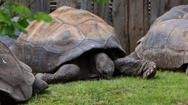 La tortue géante Aldabra (Aldabrachelys gigantea) sur l'île Curieuse (site d'un programme réussi de conservation des tortues sauvages) de l'île de Praslin aux Seychelles - Séquence, vidéo