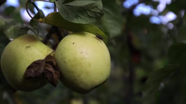 Une pomme verte pend sur une branche d'arbre, une pomme mûre peut être mangée, des vitamines sur un arbre - Séquence, vidéo