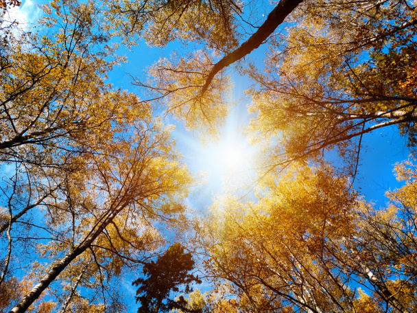 Ein Blick auf die Bäume im herbstlichen Wald. Farbenfrohes Herbstlaub am blauen Himmel mit Sonnenhintergrund - Foto, Bild