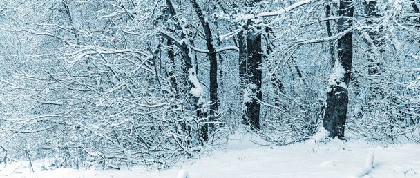 豪雪後の冬の森、冬の森の雪に覆われた木 - 写真・画像