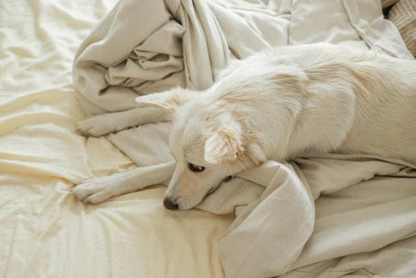 Cute sad dog lying and relaxing on bed. Adopted dog in cozy home. Adorable white dog sleeping on beige sheets in comfortable bedroom. Nap time - Fotó, kép
