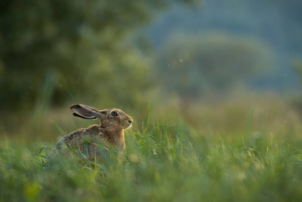 Bruine haas, lepus europaeus, verstopt in lang grasland in de zomernatuur. Wild konijntje zit in de zomer op de weide. zoogdier met lange oren kijken op gras. - Foto, afbeelding