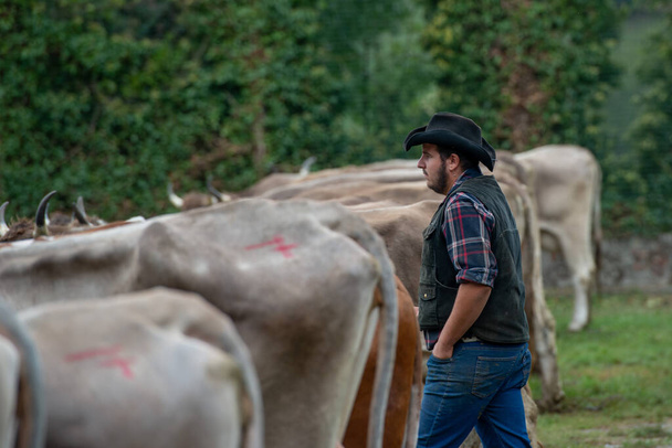Σερίνα Μπέργκαμο Ιταλία 21 Σεπτεμβρίου 2022: Πανηγύρι Κτηνοτροφίας Σερίνα, η μεγαλύτερη έκθεση βοοειδών στις κοιλάδες του Μπέργκαμο - Φωτογραφία, εικόνα