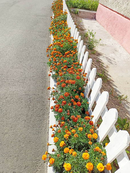 Οι Tagetes ανθίζουν κοντά στο λευκό φράχτη. Έπαυλη διακόσμηση λουλουδιών. Φθινοπωρινά λουλούδια Οι Tagetes μεγαλώνουν από το δρόμο. Τα ξωτικά ανθίζουν κάτω από φράχτη. Λουλούδια κήπου Tagetes. Διακόσμηση κήπου - Φωτογραφία, εικόνα