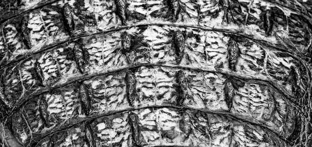 Верхній вид броні Крокодила на Еверґлейдс. - Фото, зображення