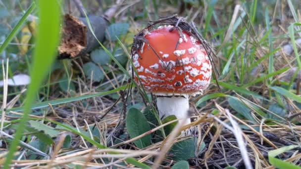 Маленький мухоморський гриб на землі в лісі
 - Кадри, відео