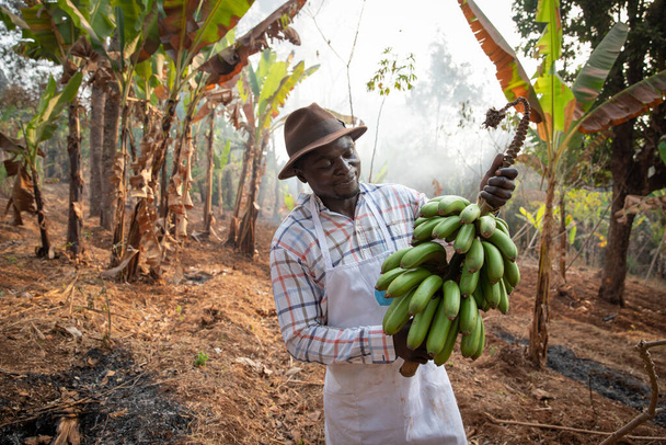 Un agricultor africano en su plantación con un montón de plátanos recién cosechados, trabaja en África - Foto, imagen