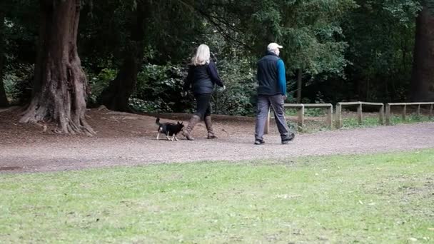 Pari kävelyttää koiraa hidastettuna - Materiaali, video
