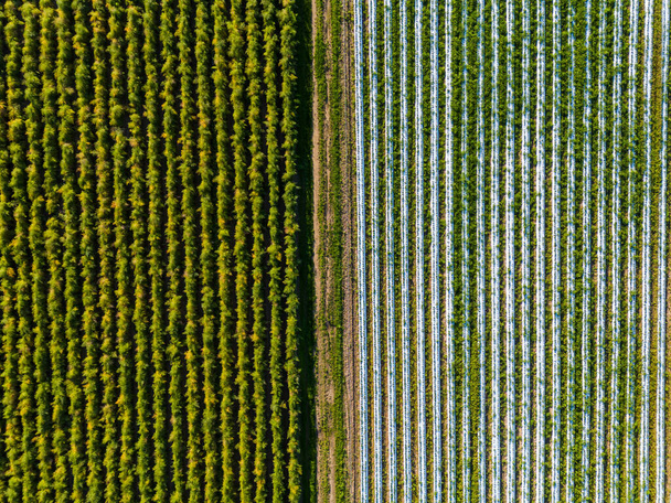 Geometrické vzory v polích jako letecký pohled s jahodovým polem shora, Německo - Fotografie, Obrázek
