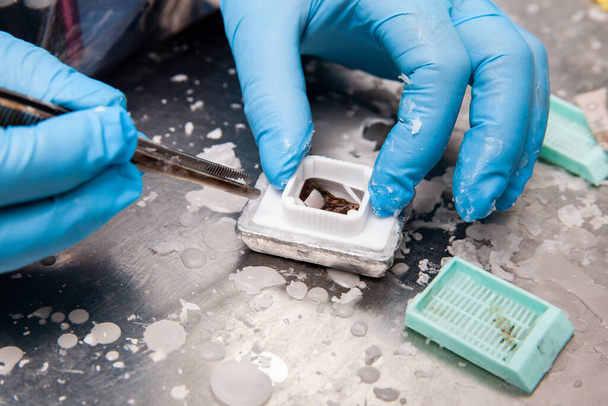 Scientist embedding tissues in paraffin blocks for sectioning. Pathology laboratory. Cancer diagnosis. - Foto, immagini