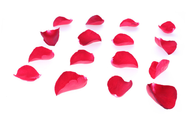 petalo rosa rossa fiore isolato su sfondo bianco
 - Foto, immagini