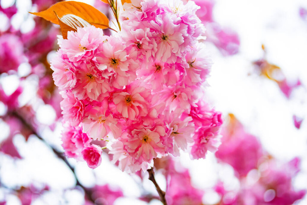 Beautiful pink cherry blossums in detail on a sunny day in sprintime - Foto, imagen