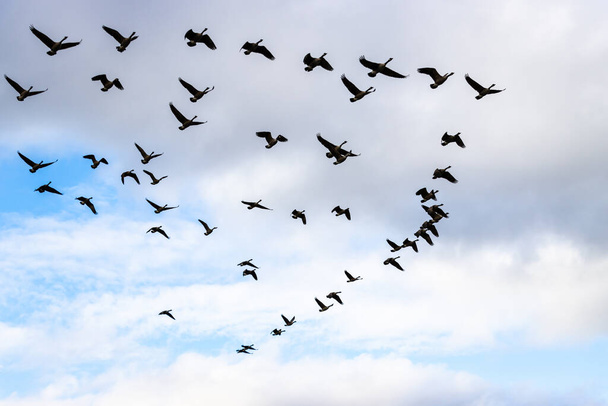 Міграція Канади гусає в польоті восени. Хмарове небо. - Фото, зображення
