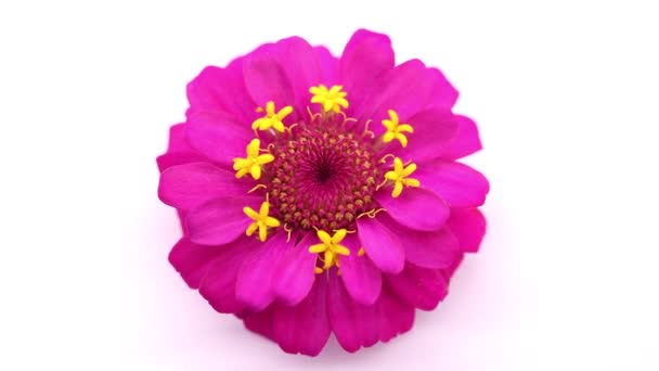 värikäs vaaleanpunaisia kukkia zinnia elegantit paikallinen kasvisto järjestely tasainen lay tyyli taustalla valkoinen  - Materiaali, video