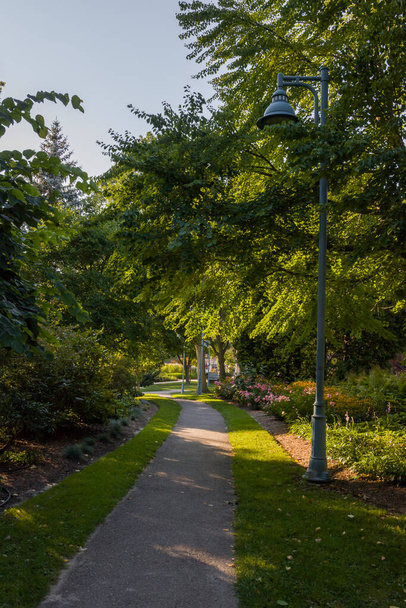 path in the park -green trees and walking area - Photo, Image