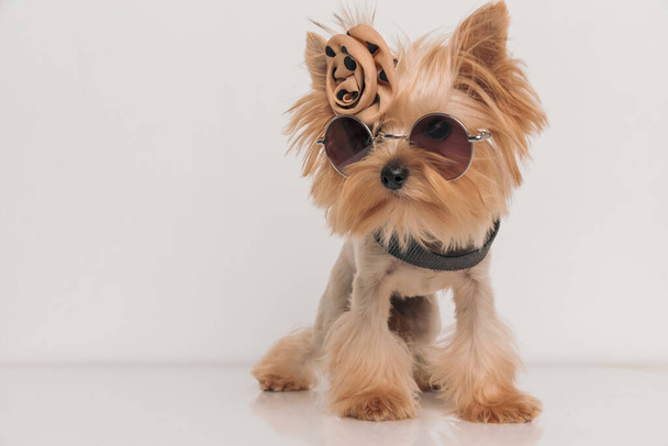 adorable yorkshire terrier perro usando ropa y accesorios, gafas de sol, arco y collar mirando hacia otro lado sobre fondo beige y de pie en el estudio - Foto, imagen