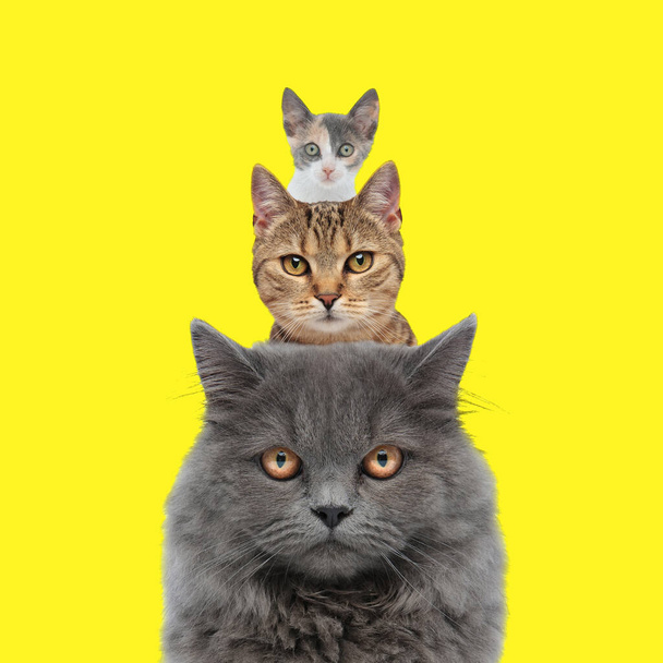 黄色の背景の前に3匹の愛らしい猫、イギリスのロングヘア、タビー、メティスの猫の家族 - 写真・画像
