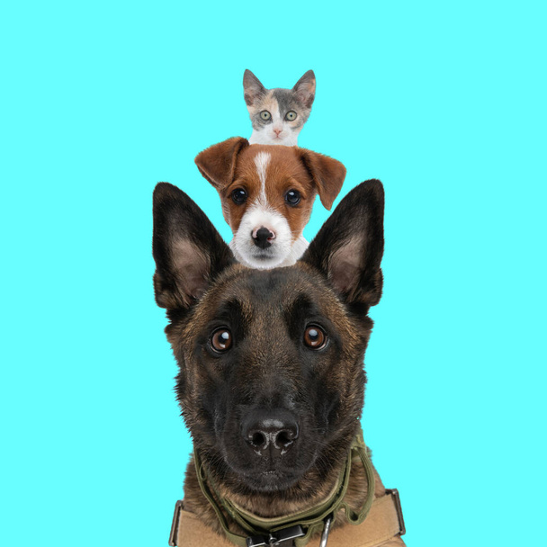 cabezas lindas de animales pastor belga y gato russel terrier perro y gatito metis uno por encima de los demás en frente de fondo azul - Foto, imagen