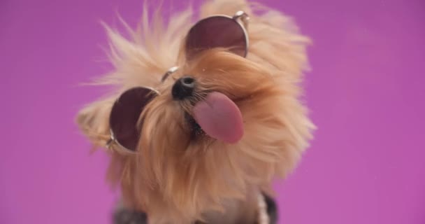 Havalı Yorkshire Terrier köpeği, güneş gözlüğü takmış, dilini çıkarmış ve stüdyoda pembe arka planda pleksiglass yalıyor. - Video, Çekim