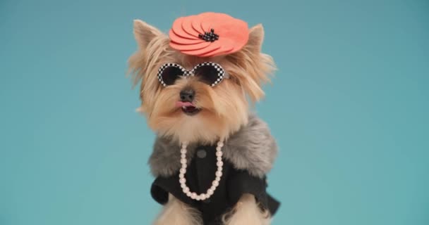 fashion yorkie hond in de voorkant van blauwe achtergrond steken uit tong en likken neus, kijken omhoog en opzij en nieuwsgierig - Video