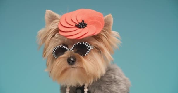 rozkošný oblečený Yorkshire teriér pes s cool outfit vzhlíží, vyčnívá jazyk a lízání nosu při pohledu kolem a být zvědavý před modrým pozadím ve studiu - Záběry, video
