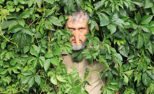Ένας άντρας με μακριά μύτη κρύβεται στα φύλλα. - Φωτογραφία, εικόνα