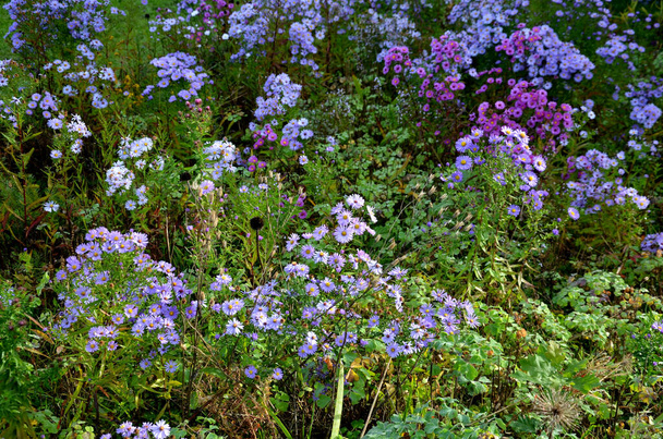Οι ανθοκόμοι στο παρτέρι σχηματίζουν μια μονοκαλλιέργεια, ένα χαλί με λουλούδια. πίσω από ψηλότερο γρασίδι. ρύθμιση κήπο λιβάδι ηλιόλουστο χαρακτήρα - Φωτογραφία, εικόνα