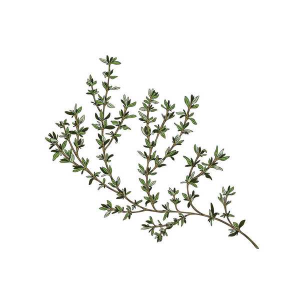 Hand drawn thyme stem with leaves, colored sketch vector illustration isolated on white background. Organic plant for food seasoning and cooking, engraving texture. - ベクター画像