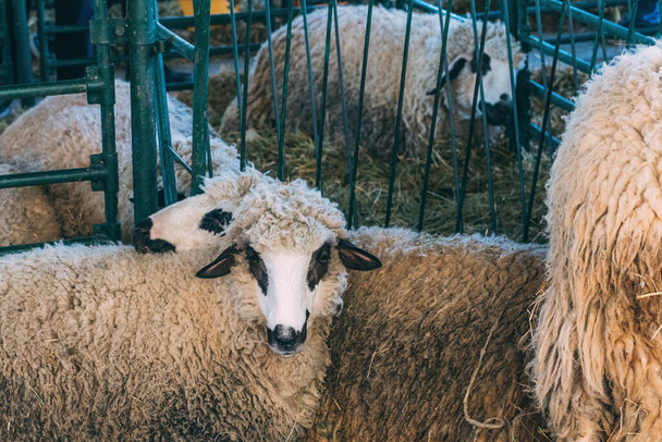 Flock of sheep in pen on traditional agricultural fair, selective focus - Foto, immagini
