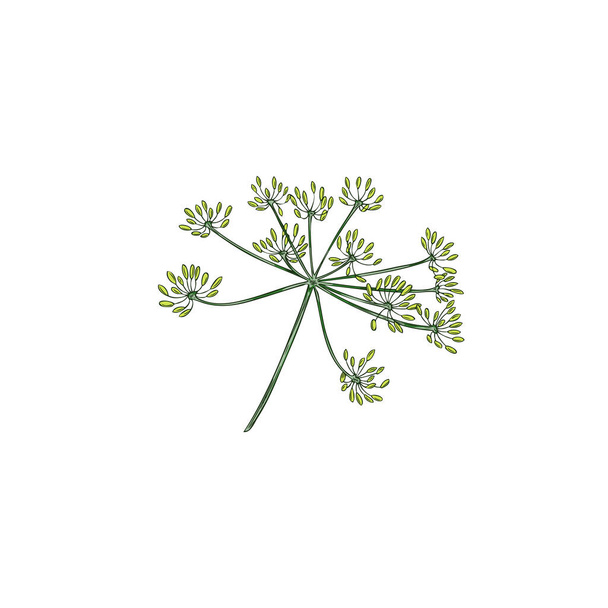 Hand drawn colorful dill plant sketch style, vector illustration isolated on white background. Aromatic seasoning for cooking, natural organic herb, design element - Wektor, obraz