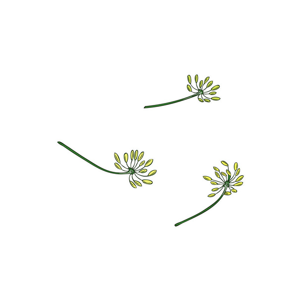 Dill blooming flowers, hand drawn sketch vector illustration isolated on white background. Yellow dill flowers with concept of cooking, food seasoning and gardening. Natural botanical element. - Vektör, Görsel