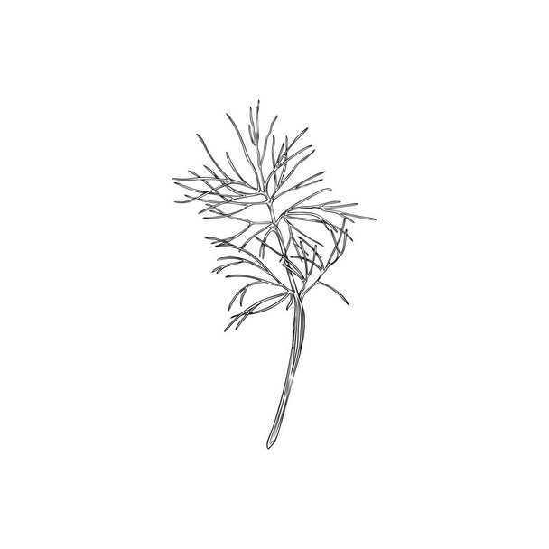 Monochrome dill branch with leaves, outline doodle vector illustration isolated on white background. Hand drawn sketch plant drawing. Concepts of gardening, cooking and food seasoning. - Διάνυσμα, εικόνα