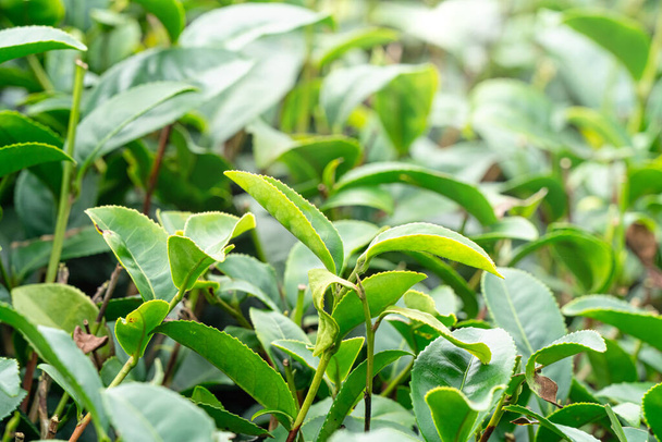 Close up of beautiful green tea crop garden rows scene, design concept for the fresh natural tea product. - Foto, immagini