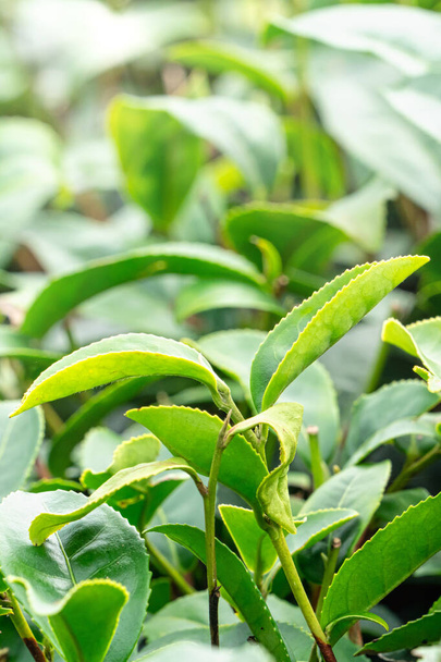 Close up of beautiful green tea crop garden rows scene, design concept for the fresh natural tea product. - Photo, image