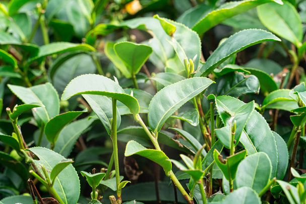 Close up of beautiful green tea crop garden rows scene, design concept for the fresh natural tea product. - Photo, Image