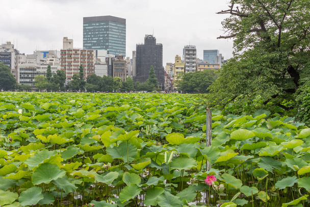 Vista de los edificios de la ciudad de Ueno, con las plantas de loto de Shinobazu Pond, Parque Ueno, en primer plano, Tokio, Japón. - Foto, imagen