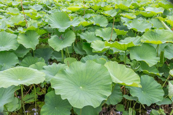Lotus bitkileri (hasu no ike), Shinobazu Pond, Ueno, Tokyo, Japonya. - Fotoğraf, Görsel