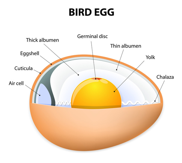 bird egg structure - Vector, Image