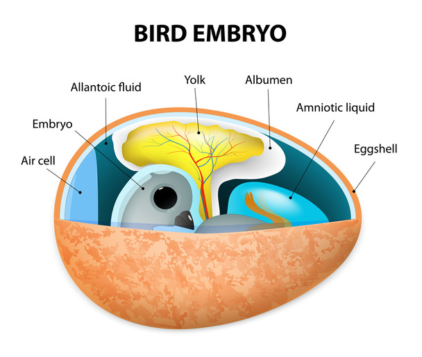 Embrião de aves
 - Vetor, Imagem