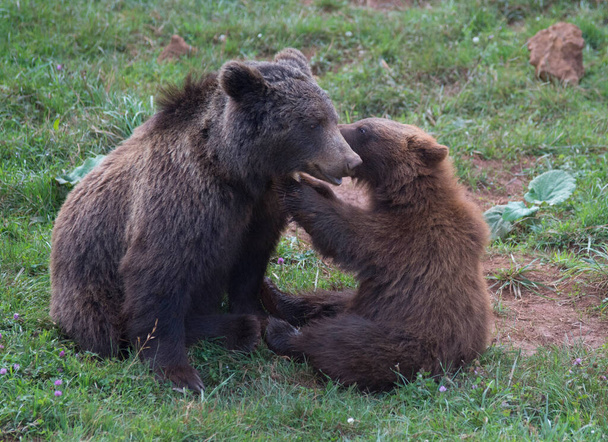 brown bear mother and child playing in the grass. High quality photo - Φωτογραφία, εικόνα